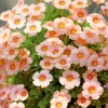 Oxalis Obtusa White Mannikin Flower Bulbs - Dainty White Blooms - Image 1