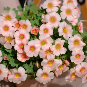 Oxalis Obtusa White Mannikin Flower Bulbs - Dainty White Blooms - Image 3