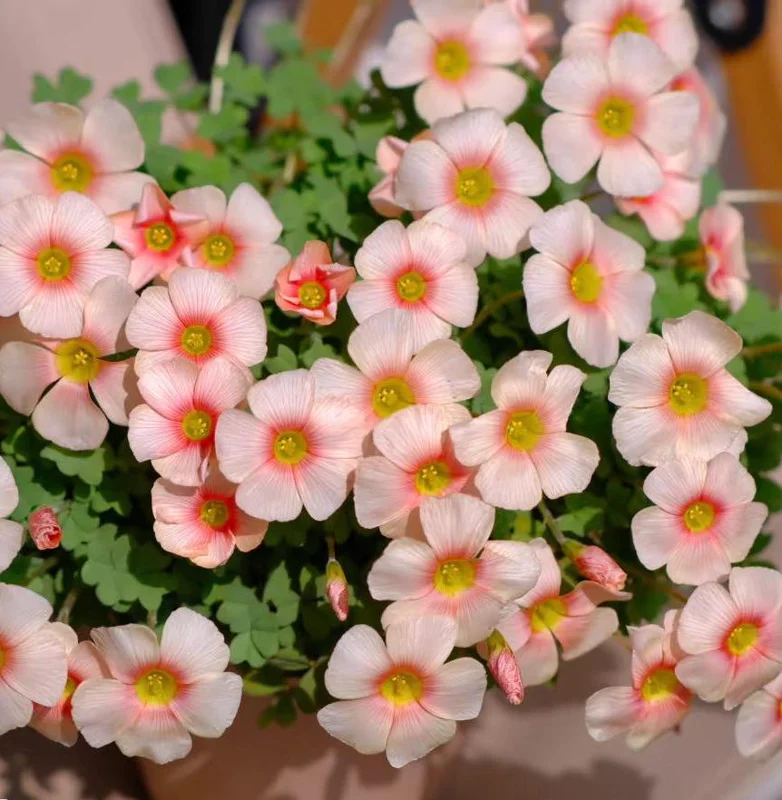 Oxalis Obtusa White Mannikin Flower Bulbs - Dainty White Blooms - Image 3