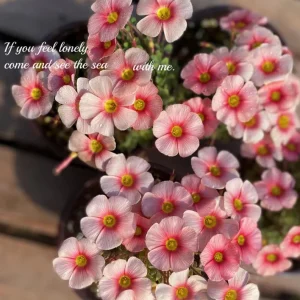 Oxalis Obtusa White Mannikin Flower Bulbs - Dainty White Blooms - Image 5