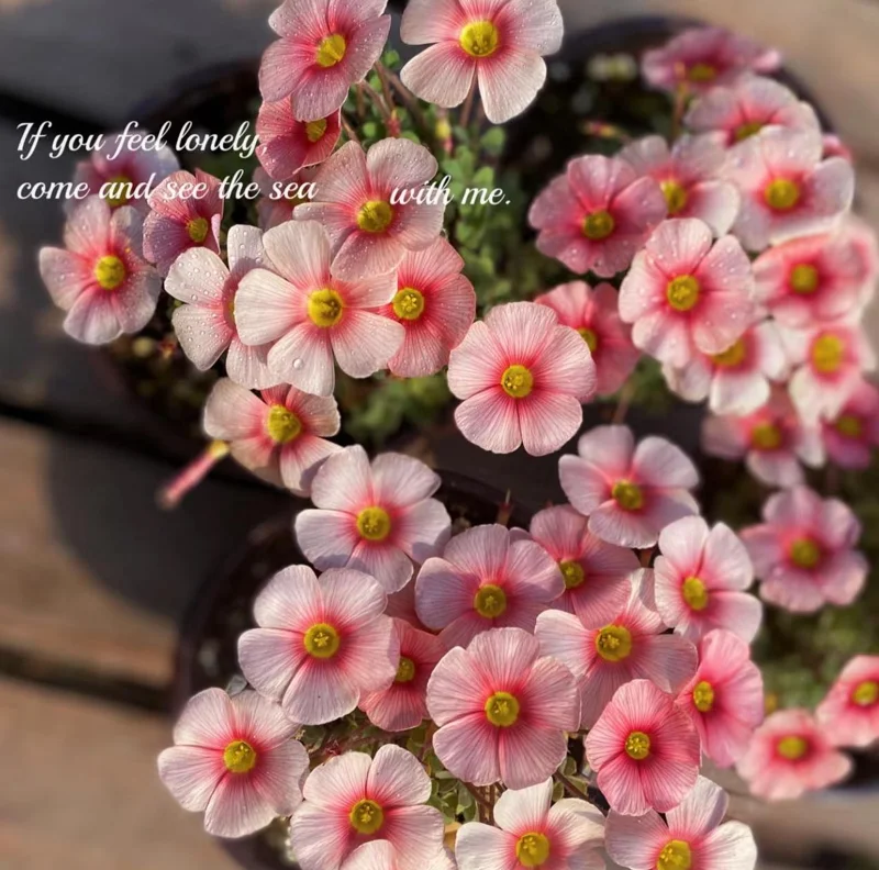 Oxalis Obtusa White Mannikin Flower Bulbs - Dainty White Blooms - Image 5