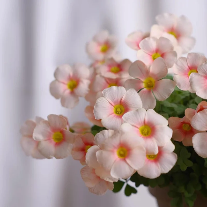 Oxalis Obtusa White Mannikin Flower Bulbs - Dainty White Blooms - Image 6