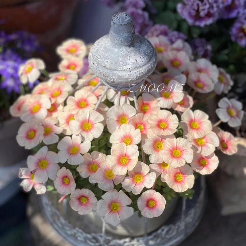 Oxalis Obtusa White Mannikin Flower Bulbs - Dainty White Blooms - Image 7