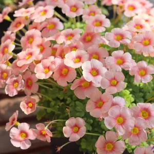 Oxalis Obtusa White Mannikin Flower Bulbs - Dainty White Blooms - Image 8