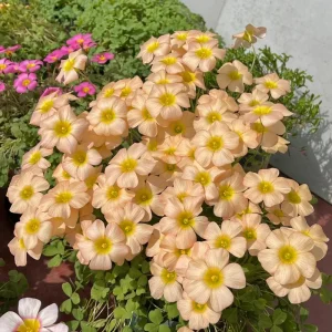 Oxalis Obtusa Yellow River Flower Bulbs – Yellow Blooms – Fall Planting - Image 2