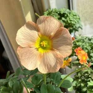 Oxalis Obtusa Yellow River Flower Bulbs – Yellow Blooms – Fall Planting - Image 3