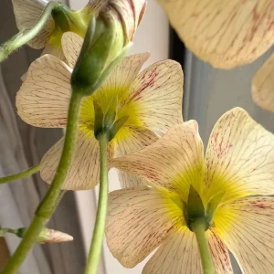 Oxalis Obtusa Yellow River Flower Bulbs – Yellow Blooms – Fall Planting - Image 4
