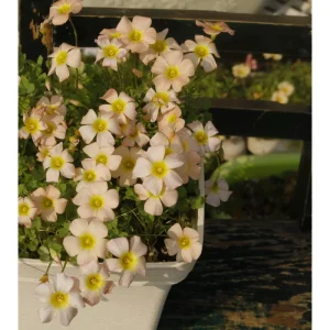 Oxalis Obtusa Yellow River Flower Bulbs – Yellow Blooms – Fall Planting - Image 5