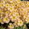 Oxalis Obtusa Yellow River Flower Bulbs – Yellow Blooms – Fall Planting - Image 1
