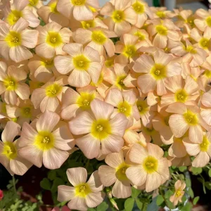 Oxalis Obtusa Yellow River Flower Bulbs – Yellow Blooms – Fall Planting - Image 1