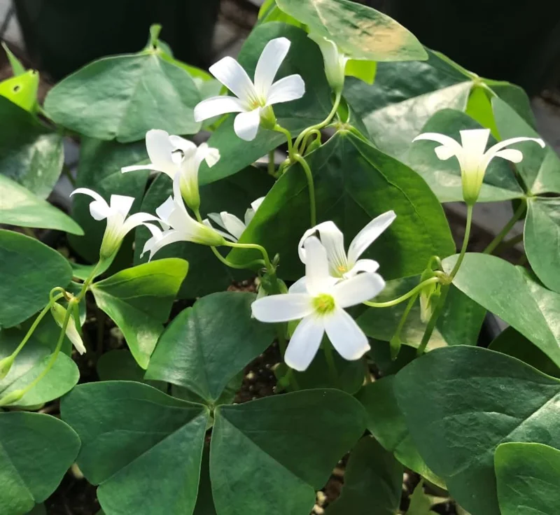 Oxalis Triangularis Live Plant – Green Shamrock Houseplant – 4 inch Pot - Image 2