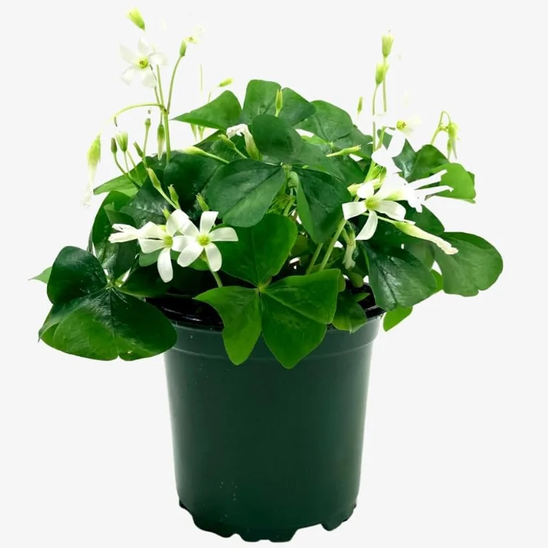 Oxalis Triangularis Live Plant – Green Shamrock Houseplant – 4 inch Pot - Image 3