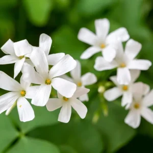 Oxalis Triangularis Live Plant – Green Shamrock Houseplant – 4 inch Pot - Image 5
