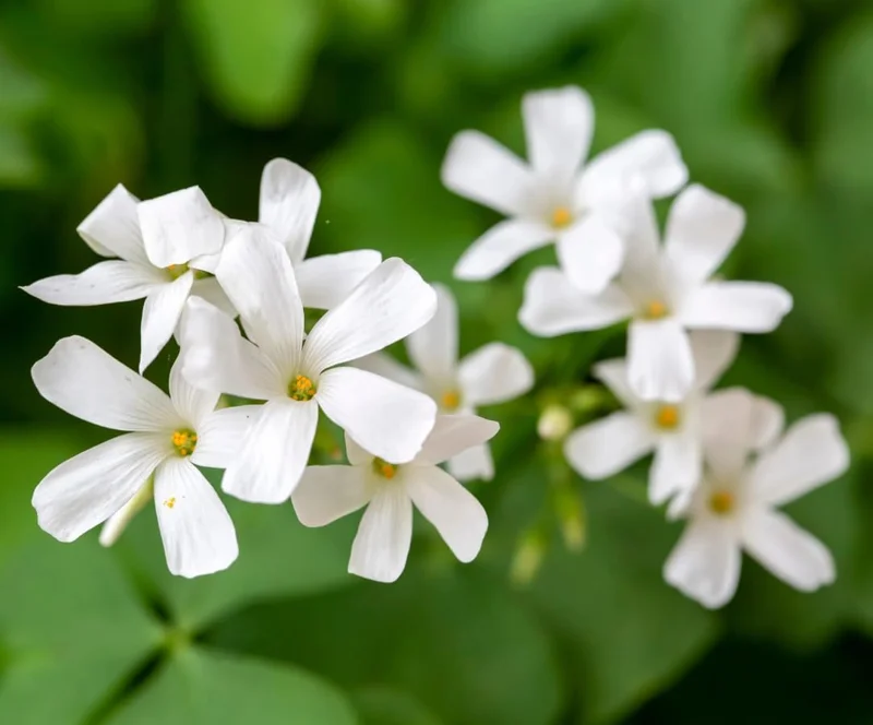 Oxalis Triangularis Live Plant – Green Shamrock Houseplant – 4 inch Pot - Image 5