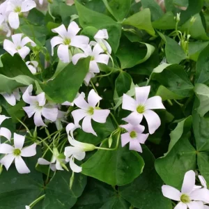 Oxalis Triangularis Live Plant – Green Shamrock Houseplant – 4 inch Pot - Image 6