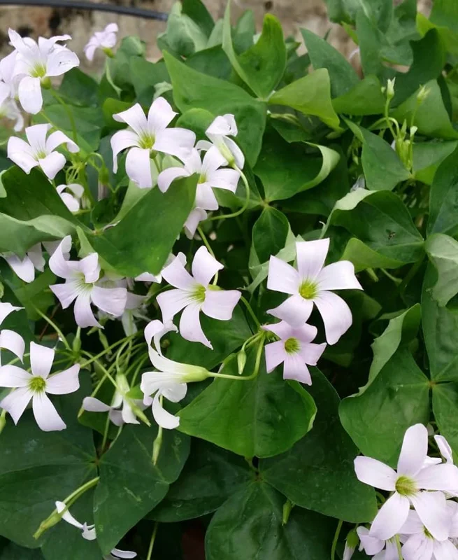 Oxalis Triangularis Live Plant – Green Shamrock Houseplant – 4 inch Pot - Image 6