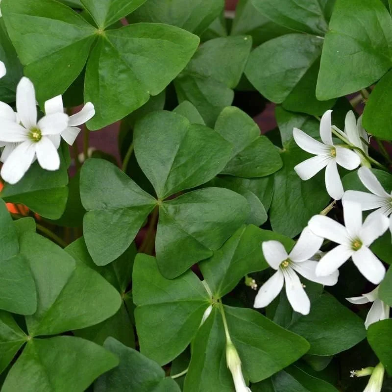 Oxalis Triangularis Live Plant – Green Shamrock Houseplant – 4 inch Pot - Image 7