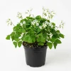 Oxalis Triangularis Live Plant – Green Shamrock Houseplant – 4 inch Pot - Image 1