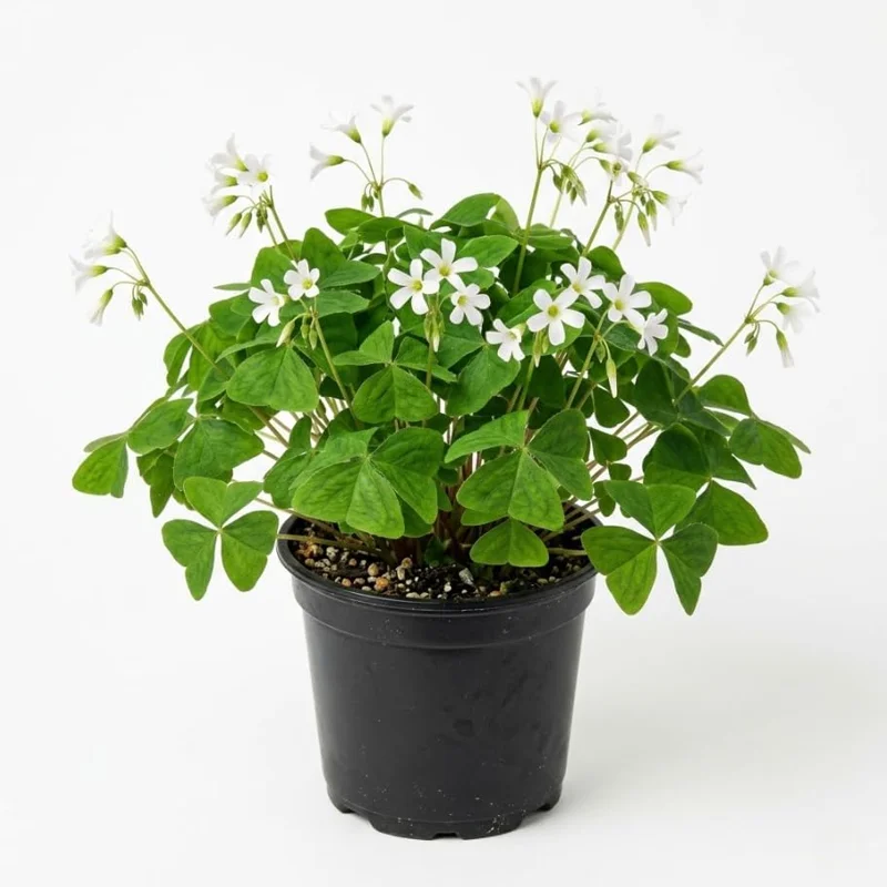 Oxalis Triangularis Live Plant – Green Shamrock Houseplant – 4 inch Pot - Image 1