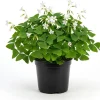 Oxalis Triangularis Live Plant - Green Shamrock Love Plant, 4 Inch Pot - Image 1