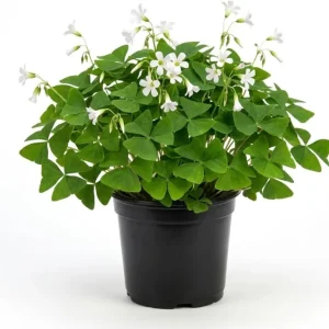 Oxalis Triangularis Live Plant - Green Shamrock Love Plant, 4 Inch Pot - Image 1