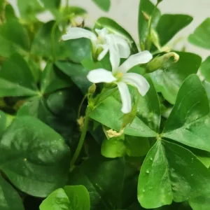 Oxalis Triangularis Live Plant - Green Shamrock Love Plant, 4 Inch Pot - Image 2