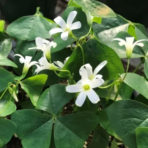 Oxalis Triangularis Live Plant - Green Shamrock Love Plant, 4 Inch Pot - Image 7