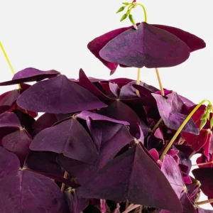 Oxalis Triangularis Live Plant - Purple Shamrock, 4