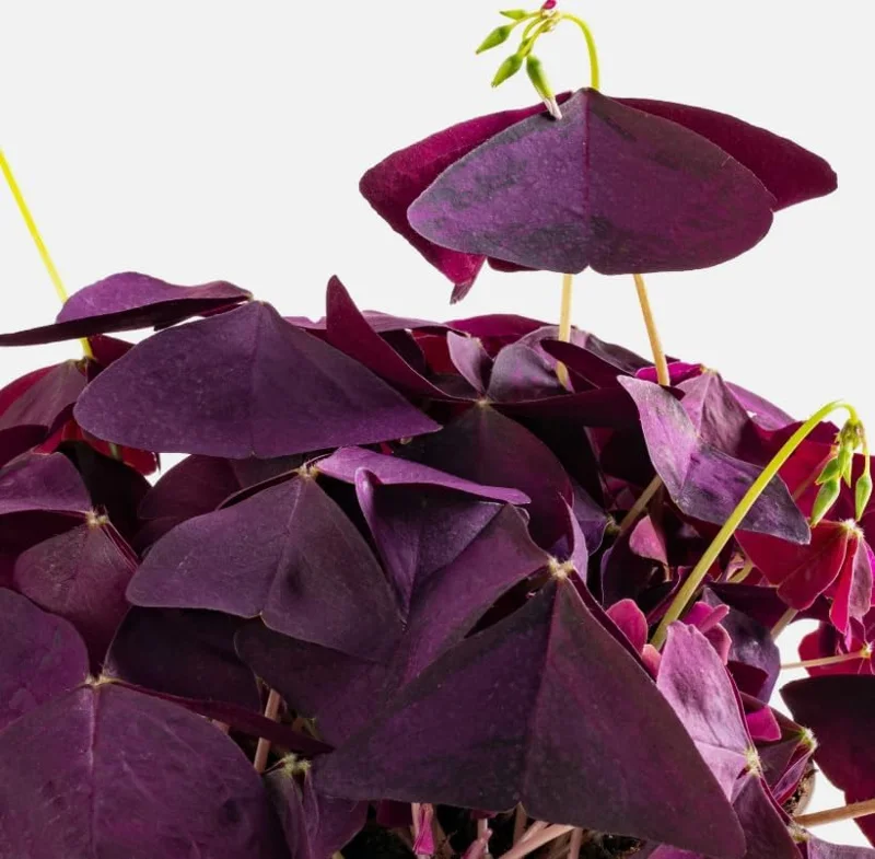 Oxalis Triangularis Live Plant - Purple Shamrock, 4" Pot, Indoor/Outdoor - Image 2