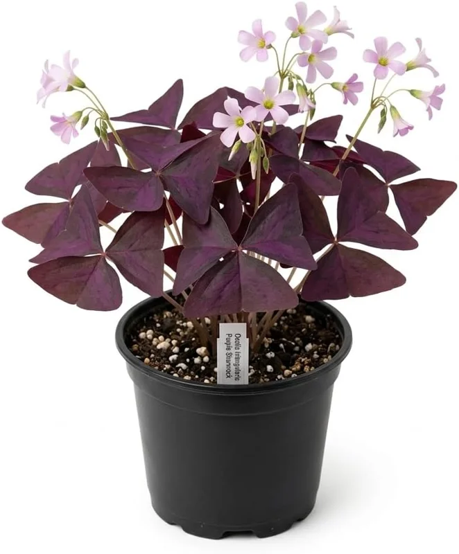 Oxalis Triangularis Live Plant - Purple Shamrock, 4" Pot, Indoor/Outdoor - Image 3