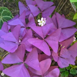 Oxalis Triangularis Live Plant - Purple Shamrock, 4