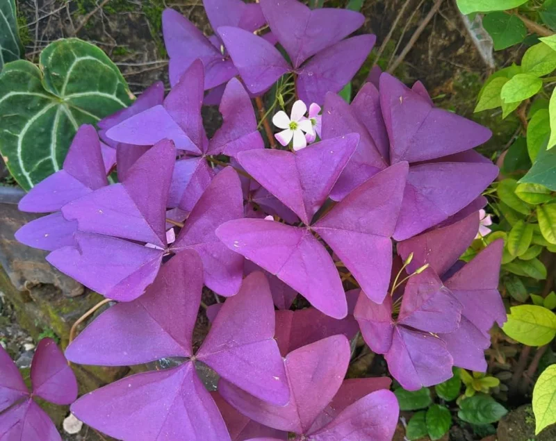Oxalis Triangularis Live Plant - Purple Shamrock, 4" Pot, Indoor/Outdoor - Image 4