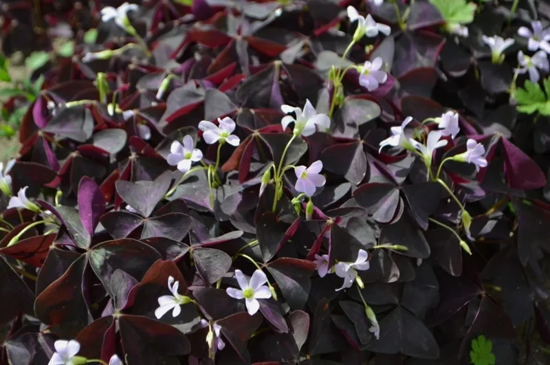 Oxalis Triangularis Live Plant - Purple Shamrock, 4" Pot, Indoor/Outdoor - Image 5