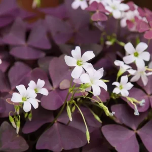 Oxalis Triangularis Live Plant - Purple Shamrock, 4