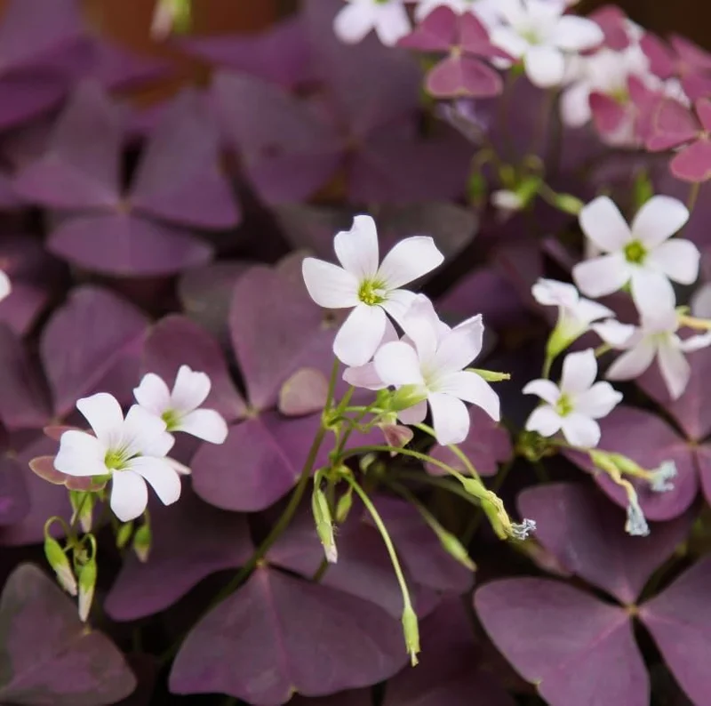 Oxalis Triangularis Live Plant - Purple Shamrock, 4" Pot, Indoor/Outdoor - Image 6