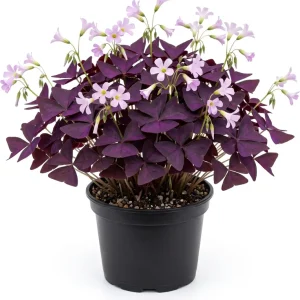 Oxalis Triangularis Live Plant - Purple Shamrock, 4