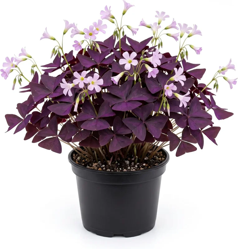 Oxalis Triangularis Live Plant - Purple Shamrock, 4" Pot, Indoor/Outdoor - Image 1