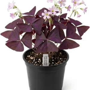 Oxalis Triangularis Live Plant - Purple Shamrock, Love Plant in 4