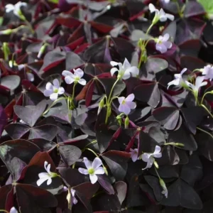 Oxalis Triangularis Live Plant - Purple Shamrock, Love Plant in 4