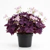 Oxalis Triangularis Live Plant - Purple Shamrock, Love Plant in 4" Pot - Image 1