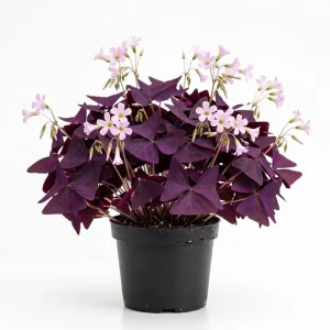Oxalis Triangularis Live Plant - Purple Shamrock, Love Plant in 4