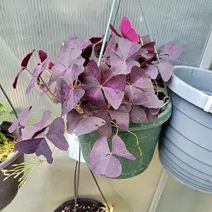 Oxalis Triangularis Purpurea Live Plant - Purple Shamrock for Indoor & Outdoor - Image 2