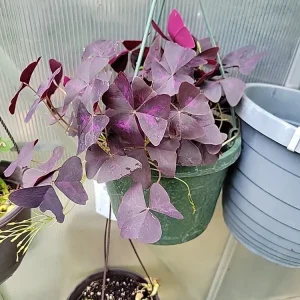 Oxalis Triangularis Purpurea Live Plant - Purple Shamrock for Indoor & Outdoor - Image 3