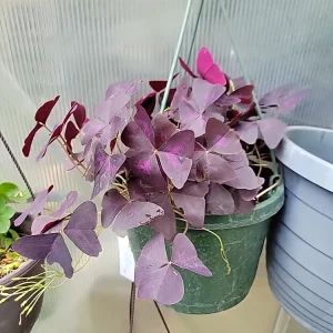Oxalis Triangularis Purpurea Live Plant - Purple Shamrock for Indoor & Outdoor - Image 4