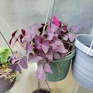 Oxalis Triangularis Purpurea Live Plant - Purple Shamrock for Indoor & Outdoor - Image 5