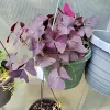 Oxalis Triangularis Purpurea Live Plant - Purple Shamrock for Indoor & Outdoor - Image 1
