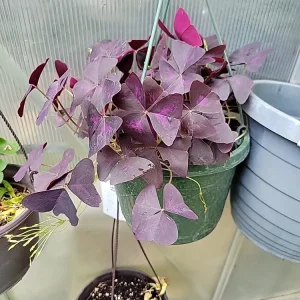 Oxalis Triangularis Purpurea Live Plant - Purple Shamrock for Indoor & Outdoor - Image 1