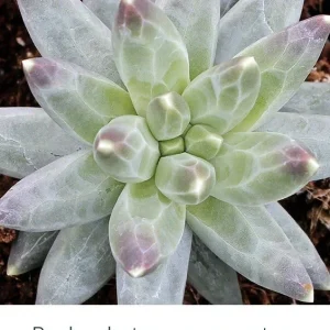 Pachyphytum Compactum Little Jewel Succulent Live 2