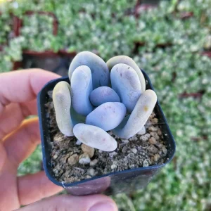 Pachyphytum Oviferum Lavender Pebbles Live Succulent Plant - 2 inch Pot - Image 2