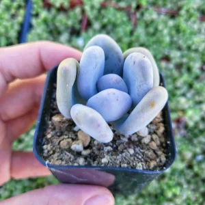 Pachyphytum Oviferum Lavender Pebbles Live Succulent Plant - 2 inch Pot - Image 3